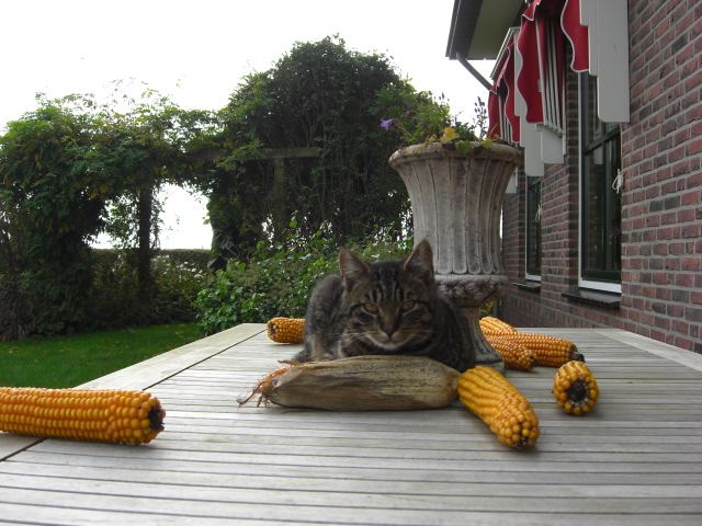 Gezin & dieren